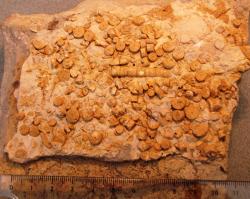 13-1-crinoides-fossiles-4.jpg