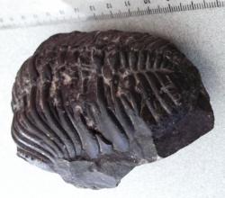 13-4-2-trilobite-1.jpg