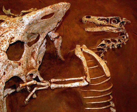 Velociraptor and protoceratops fighting dinosaurs